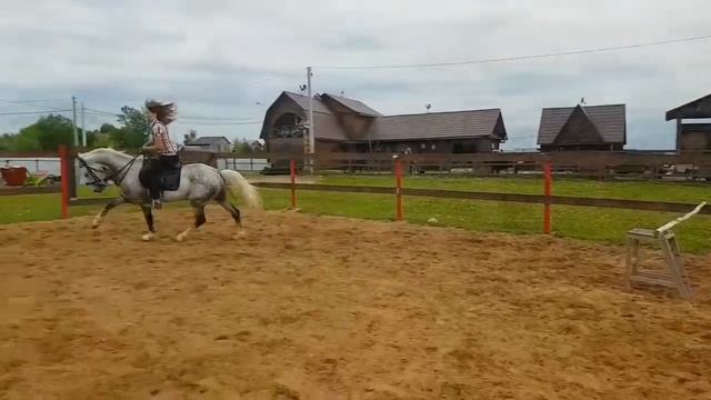 Орловский жеребец, начало напрыгивания под седлом. смотреть онлайн