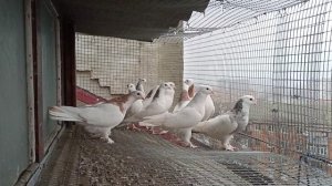 гаревизы самцы