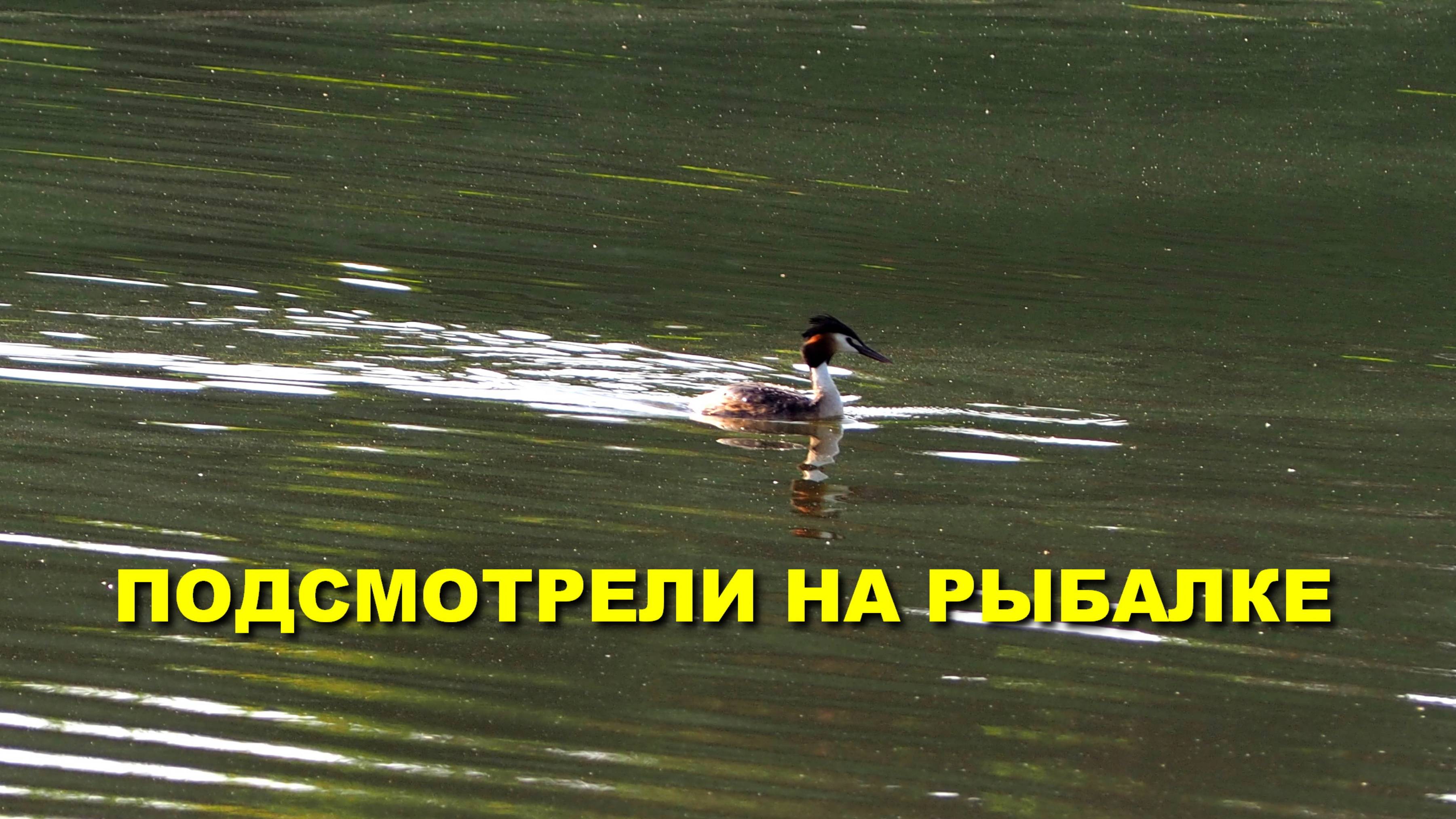 Утка Чомга и Лебеди! Подсмотрели на рыбалке. #рыбалка #лебеди #уткачомга