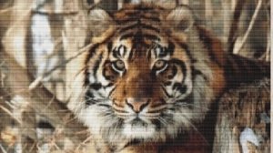 Живой процесс вышивки Тигра