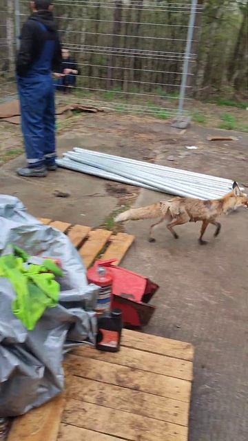 лиса на работе уже приходит каждый день  кормим нормально  не переживайте:-