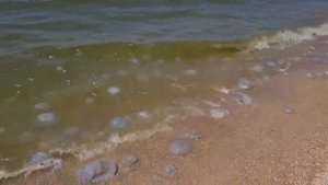 Отдых на юге. Камышеватская коса. Азовское море. Станица Должанская, коса. Где сейчас медузы?🪼🪼🪼