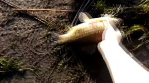 Рыбалка в Кушве - Белоярка ; Карась Фанера