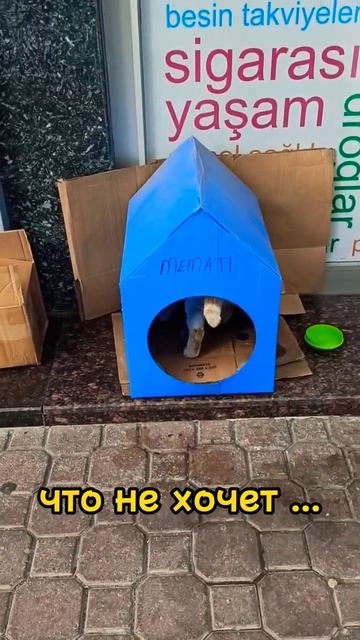 Счастье под крышей дома твоего! #кот #cat смотреть онлайн