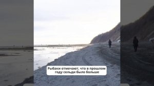 Ловят селёдку почти руками