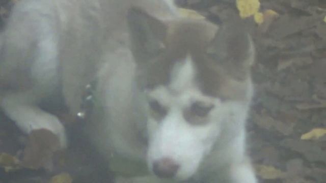 22 Всероссийский туристский слет учителей 2015 клип смотреть онлайн