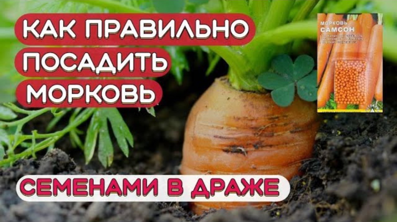 Как правильно посадить семена моркови в гранулах. Посадка моркови весной.  Морковь в гранула