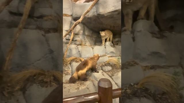 Магазин Кабелас, смотреть онлайн