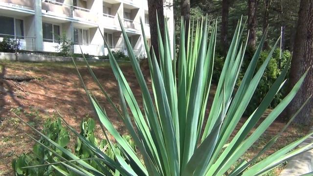 Ч 1 Красная поляна и Водопад Кейва НD смотреть онлайн