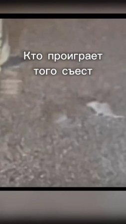 Интересный бой #кошки #животные #юмор #бои #shorts