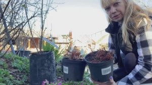 Распаковка новых саженцев для сада