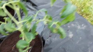 Томатная грядка из текстильных горшков // Контейнерный огород