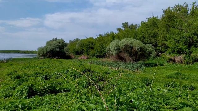 ДС.14.30. Дон. Сплав. 3 день. 22 км. Стоянка. Панорама вокруг места стоянки. Вид с берега. смотреть онлайн