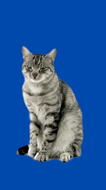 🐟🐱 Unlocking the Secrets of Hungry Cat Sounds #catvideo  #catlovers #catsound