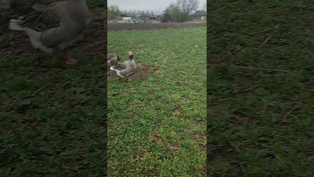 Вместе с кошечкой Лапой в гостях у гусей🪿 Ограбили гнездо 🪺