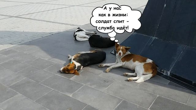 🐈🐱СТАМБУЛЬСКИЕ ВЕСЁЛЫЕ ИСТОРИИ ИЛИ МЕСТО ВСТРЕЧИ ИЗМЕНИТЬ НЕЛЬЗЯ🐈⬛ISTANBUL FUNNY STORIES смотреть онлайн