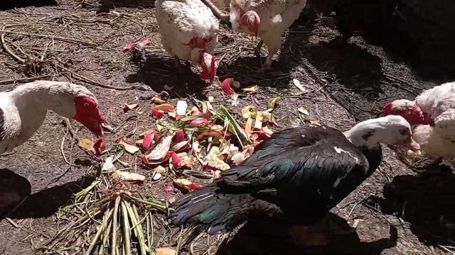 Дружковка 4 мая 2023.Копаемся в саду,заделываем крышу. смотреть онлайн