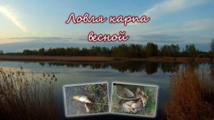 Хочу рыбы! Ловля карпа весной 2025
