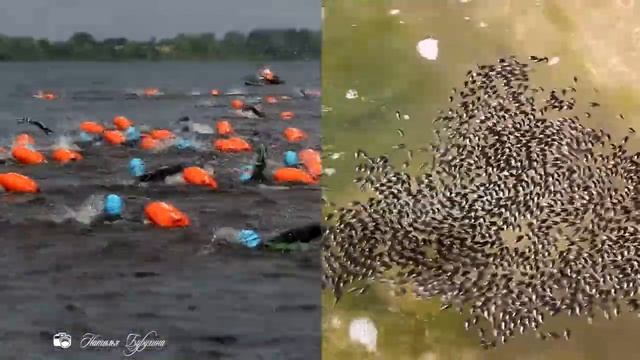 Volga Swim 2017_на что это похоже :))) смотреть онлайн