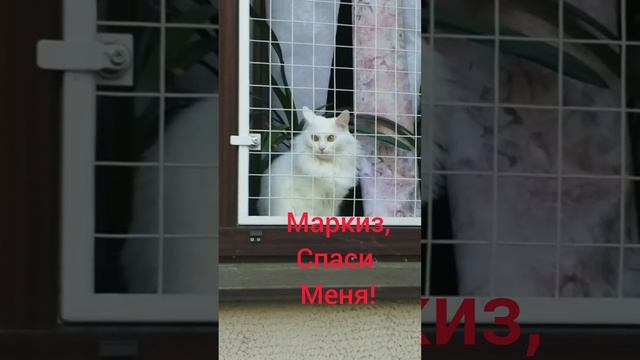 Белянка в неволе
