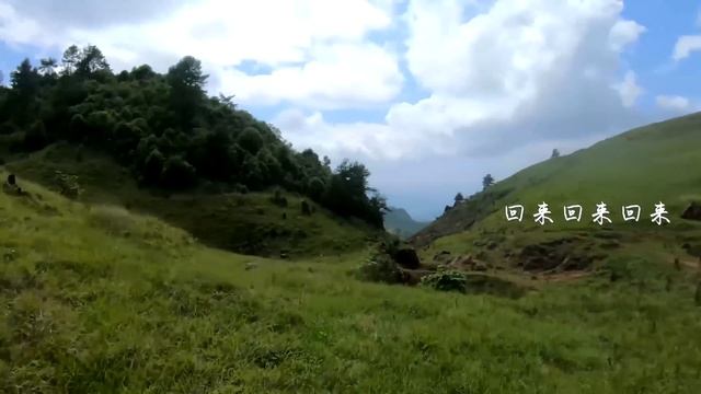 阿盆姐的Vlog上山采白酒果滇西小哥