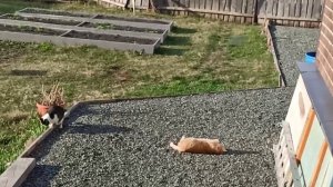 Одной рукой готовлю ленивые голубцы, другой высаживаю в парник помидоры/