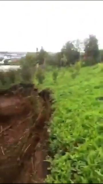 Иду за вишней утром - хостел Улей смотреть онлайн