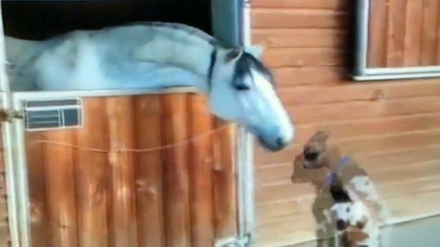 Козлик и лошадь смотреть онлайн