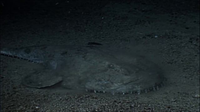 🎬 Эволюция: Есть ли жизнь на глубине три километра (Lophius piscatorius)?