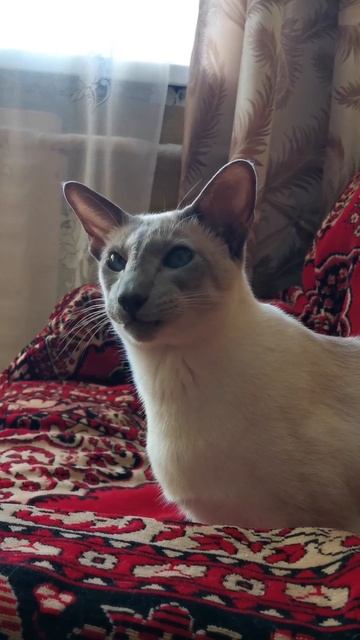 Oriental music сиамский кот ориентал