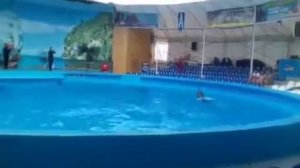 ДЕЛЬФИНАРИЙ В КЕРЧЬ