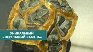 В Музее геологии, нефти и газа появился «черепаший камень»