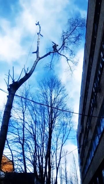 Обрезка тополя над крышей и проводами #youtubeshorts #dro #попи смотреть онлайн