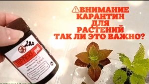 Карантин для купленных или подареных растений! Мой простой метод!