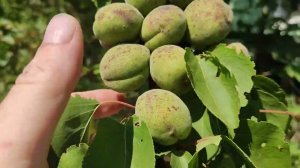 экскурсия по нашему огороду первый год