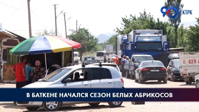 В Баткене начался сезон белых абрикосов