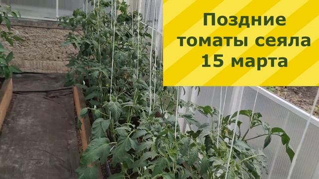 ОБЗОР ТЕПЛИЦЫ НА 5 ИЮНЯ. ПЕРВЫЙ УРОЖАЙ ТОМАТОВ И ОГУРЦОВ.