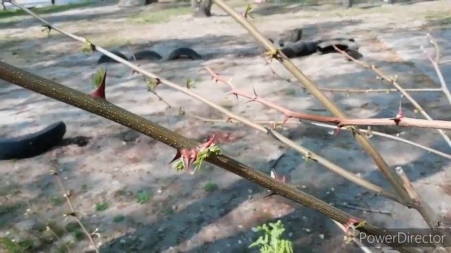 Природа. Зеленодольск. Татарстан. Прогулка