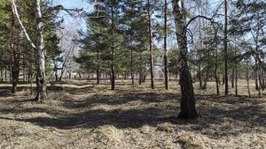 весенний лес