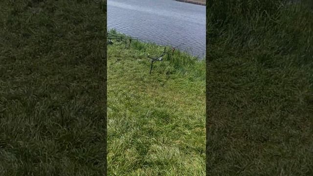 карп, сутки жизни рандом ноги #fishing #fish #video #rest #nature #camping #dreamcatcher #bestteams смотреть онлайн