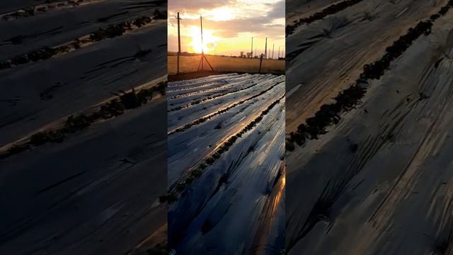 Первые листовые обработки в сезоне 2025