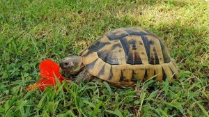 (4K) Турция 2020 - продолжение. Belconti Resort Belek. Сентябрь.