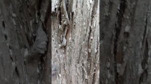 Цикады на дереве живые  курорт Пицунда Абхазия лето