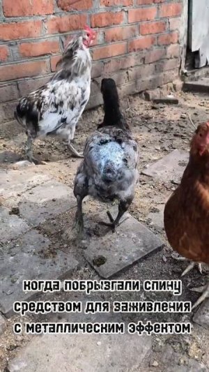 Развлекаемся как можем 😅пол стада терминаторов бегают 😁#куры #хозяйство #жизньвдеревне