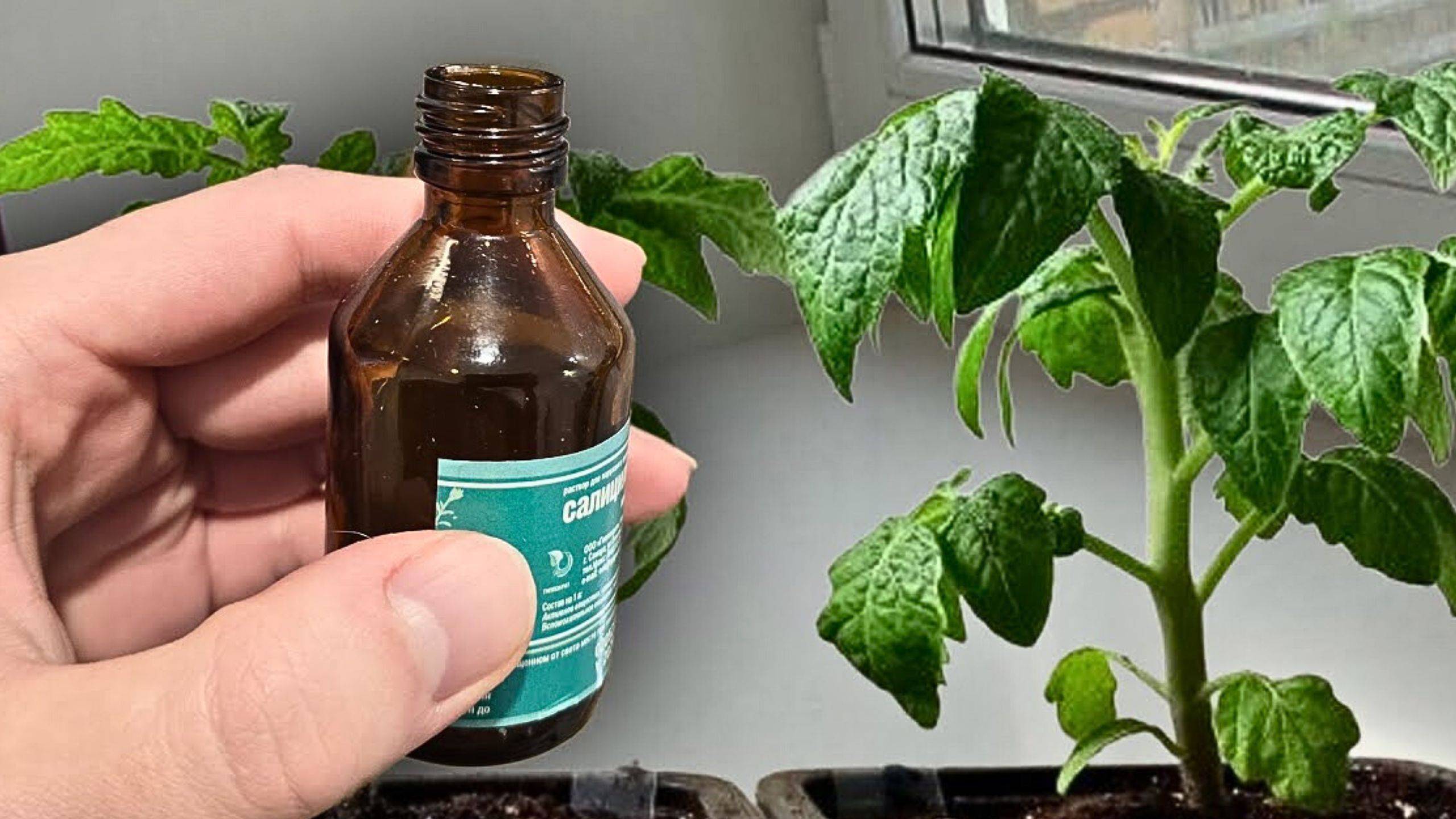 🌱 Толстая рассада – секреты мощных рассады для рекордного урожая!