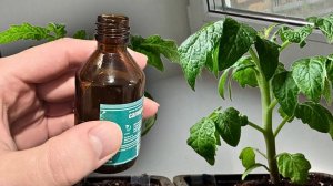 🌱 Толстая рассада – секреты мощных рассады для рекордного урожая!