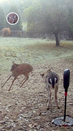 олененок чешет голову о боксерскую грушу #лань #животные  #deervader