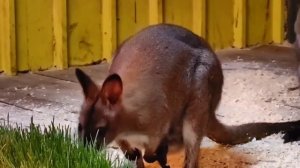 🦘 Многим посетителям зоопарка интересно - чем питаются наши кенгуру?