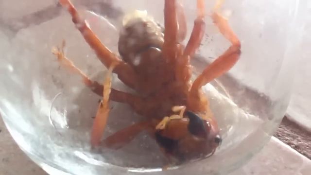 Giant Ant scary creature in our backyard смотреть онлайн