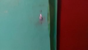 Лифт МЛЗ и домофон Vizit бвд 311